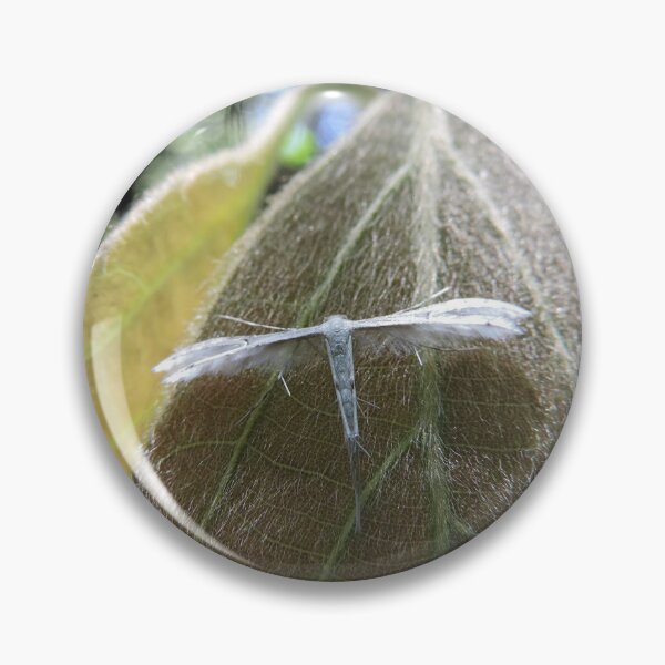 Item preview, Plume Moth - Dorrigo National Park, New South Wales designed and sold by Marilyn Harris.