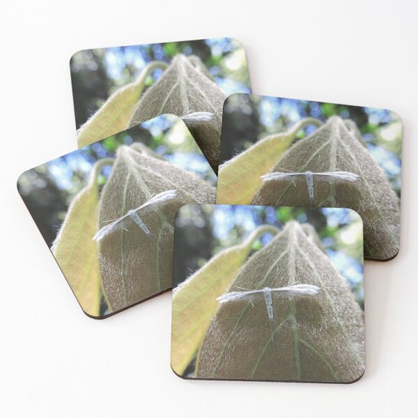 Item preview, Plume Moth - Dorrigo National Park, New South Wales designed and sold by Marilyn Harris.