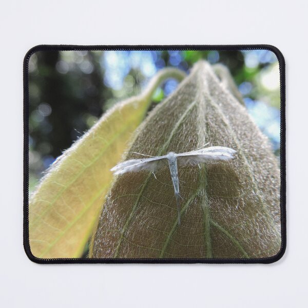 Item preview, Plume Moth - Dorrigo National Park, New South Wales designed and sold by Marilyn Harris.