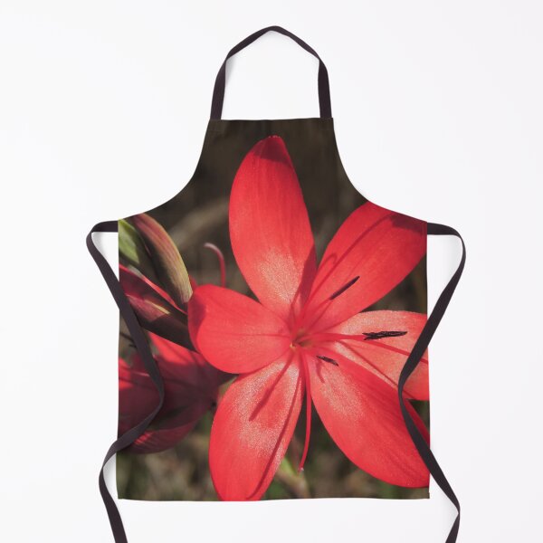 Item preview, Red River Lily (Hesperantha coccinea) designed and sold by Marilyn Harris.
