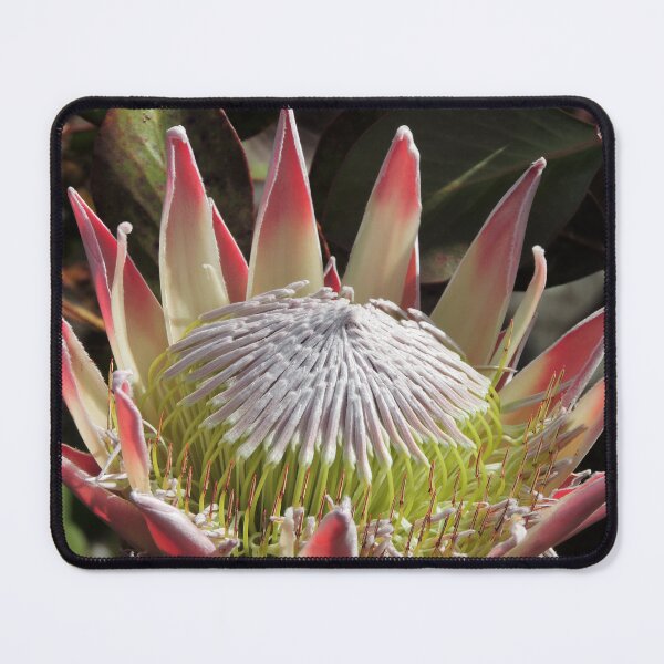 Item preview, The King Protea (Protea cynaroides) designed and sold by Marilyn Harris.