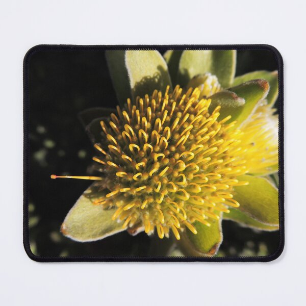 Item preview, "One Pin" of an Overberg pincushion (Leucospermum oleifolium) designed and sold by Marilyn Harris.