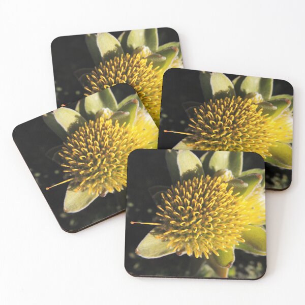 Item preview, "One Pin" of an Overberg pincushion (Leucospermum oleifolium) designed and sold by Marilyn Harris.