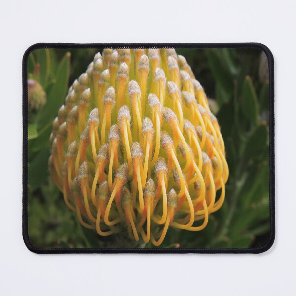 Item preview, Leucospermum cordifolium designed and sold by Marilyn Harris.