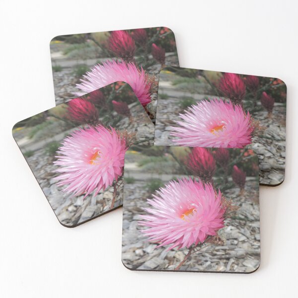 Item preview, Pink Paper Daisies (Rhodanthe chlorocephala) designed and sold by Marilyn Harris.