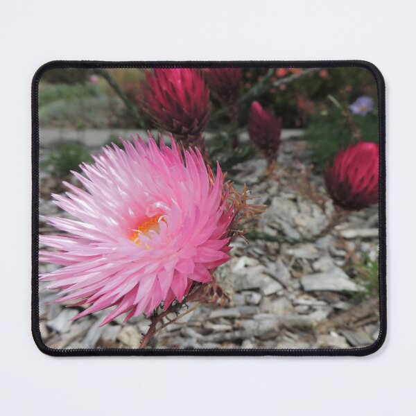 Item preview, Pink Paper Daisies (Rhodanthe chlorocephala) designed and sold by Marilyn Harris.