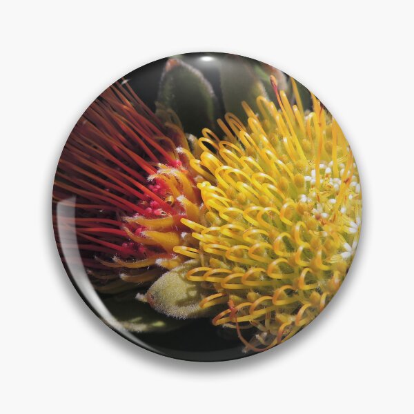 Item preview, Overberg pincushion (Leucospermum oleifolium) designed and sold by Marilyn Harris.