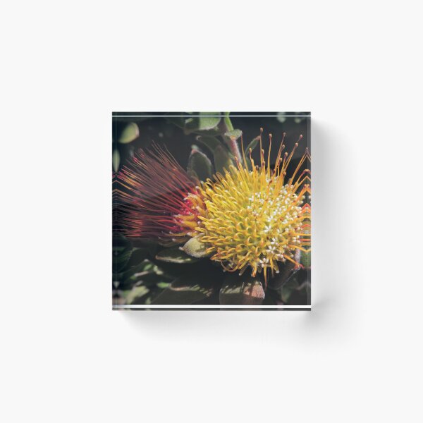 Item preview, Overberg pincushion (Leucospermum oleifolium) designed and sold by Marilyn Harris.