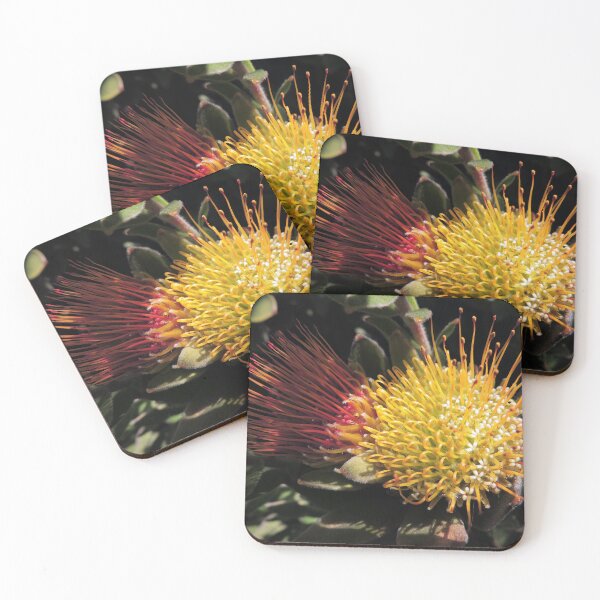 Item preview, Overberg pincushion (Leucospermum oleifolium) designed and sold by Marilyn Harris.