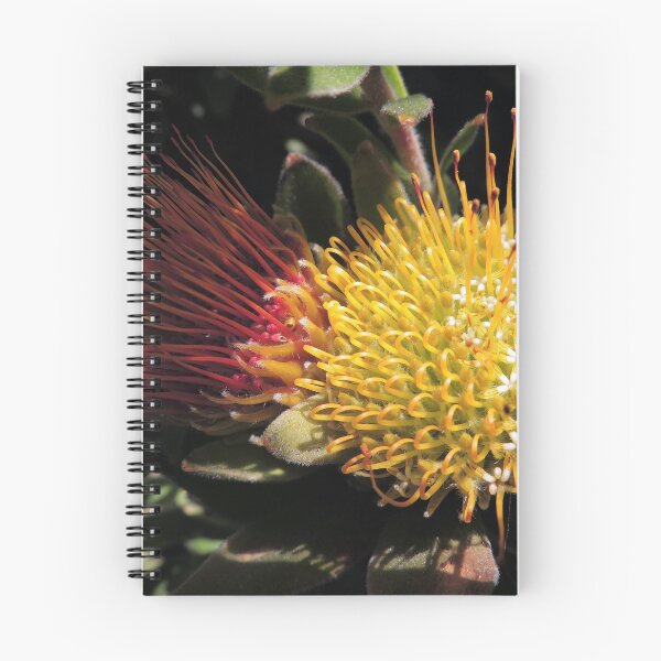 Item preview, Overberg pincushion (Leucospermum oleifolium) designed and sold by Marilyn Harris.