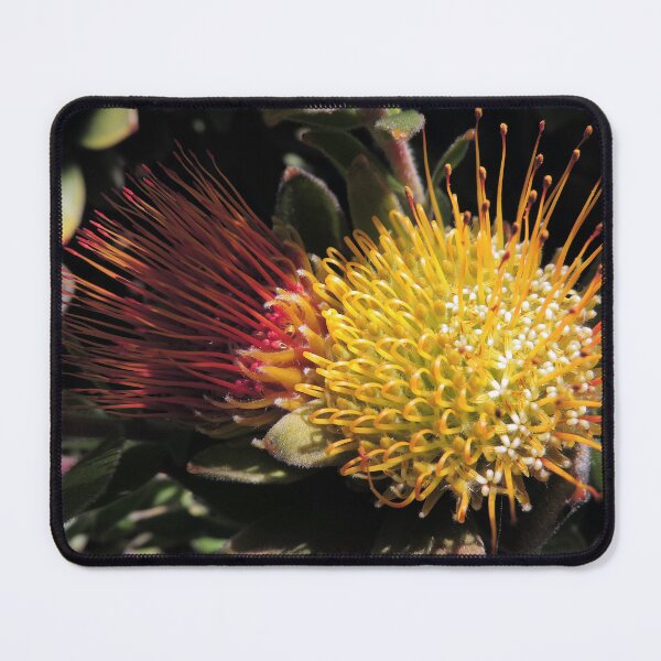 Item preview, Overberg pincushion (Leucospermum oleifolium) designed and sold by Marilyn Harris.