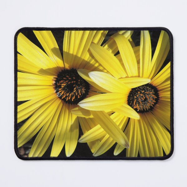 Item preview, Sunlit Yellow African Daisies designed and sold by Marilyn Harris.