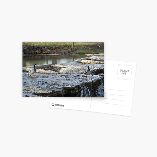 Mallard's Landing Postcard