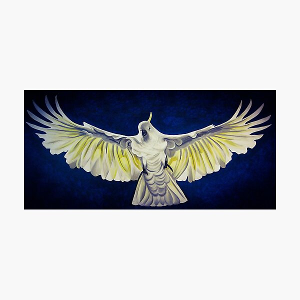 Sulphur Crested in flight Photographic Print