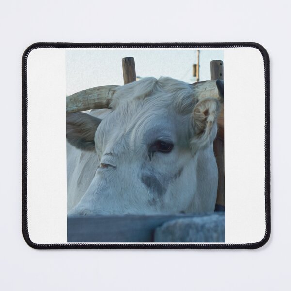 Item preview, Cow Animal Fair Cattle Bull Carnival    designed and sold by ArtsyOverload.