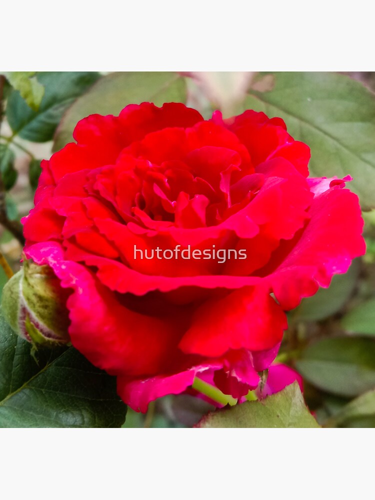 Rosa by hutofdesigns