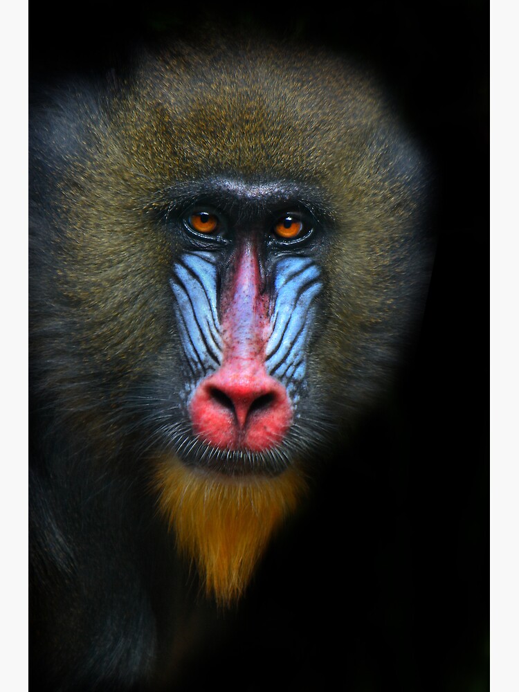 Mandrill by Durberville
