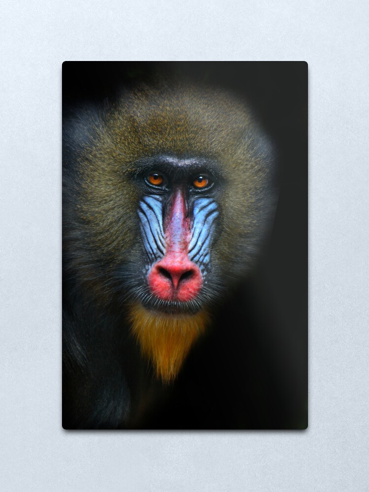 Alternate view of Mandrill Metal Print