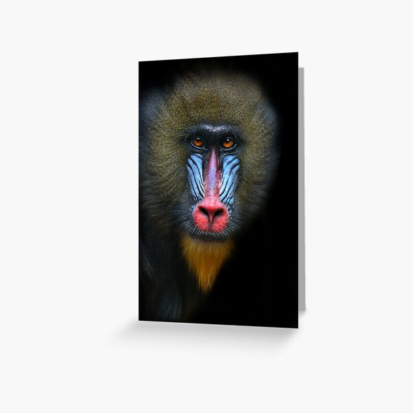 Mandrill Greeting Card