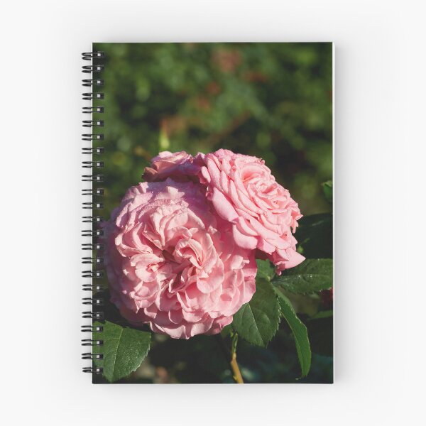 Item preview, The Pink Rose Ashley designed and sold by Jouko Lehto Photography.