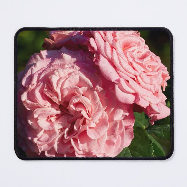 Item preview, The Pink Rose Ashley designed and sold by Jouko Lehto Photography.