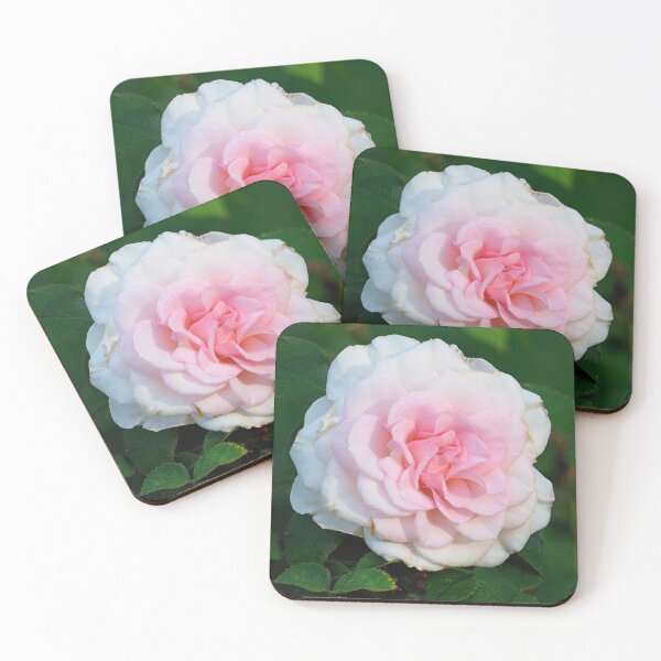 Item preview, Blushing Bremer Stadsmusiker Rose designed and sold by Jouko Lehto Photography.