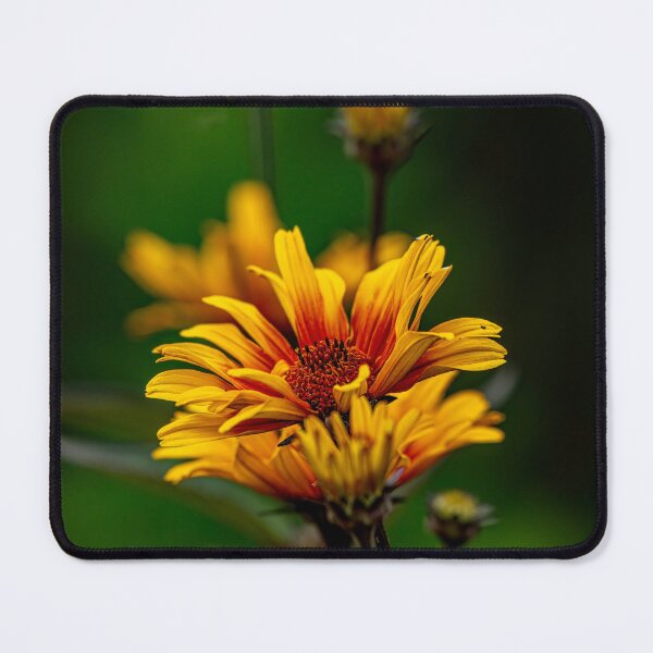 Item preview, Heliopsis "Burning Hearts" designed and sold by Michael Cummings.