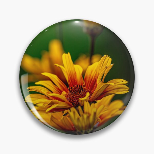 Item preview, Heliopsis "Burning Hearts" designed and sold by Michael Cummings.