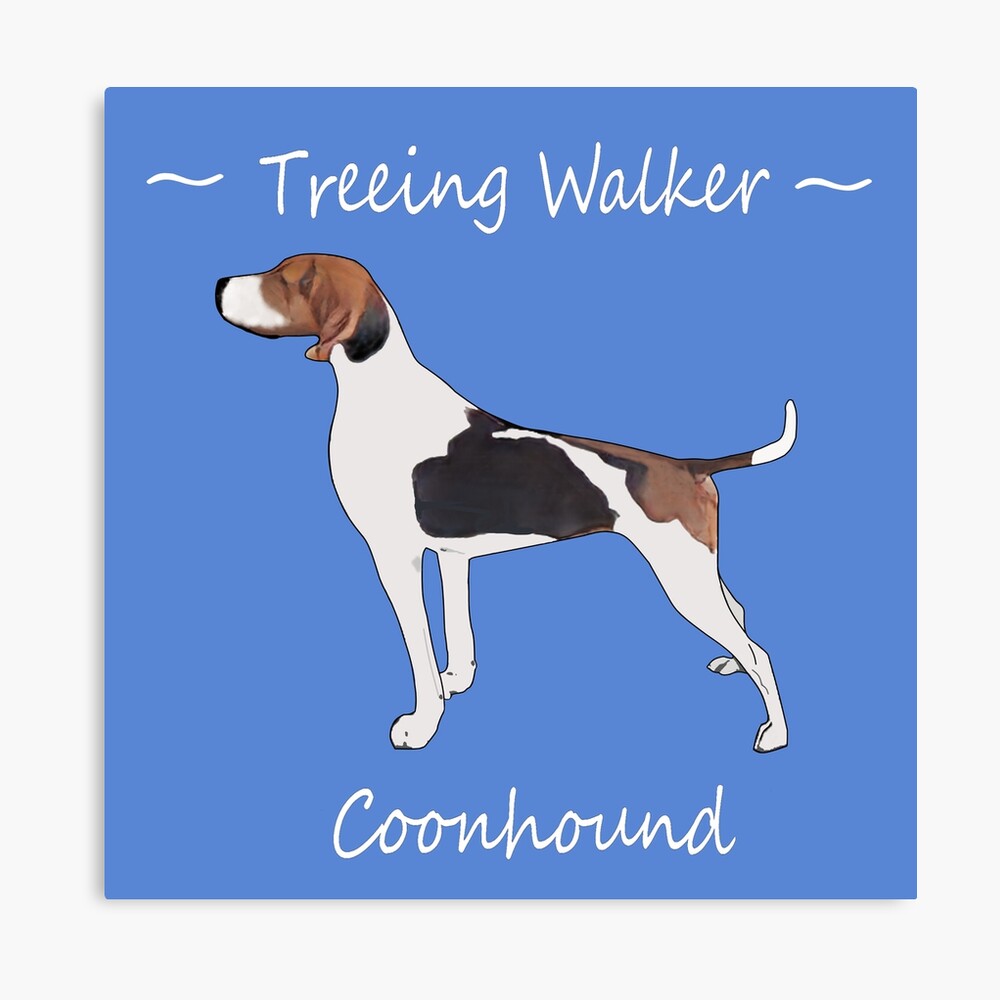 cual es la diferencia entre un ingles americano y un walker coonhound