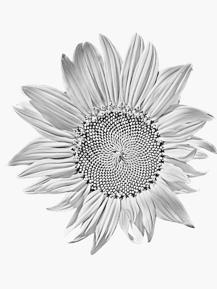 "Black and White Sunflower" Sticker for Sale by bchambers1 Redbubble