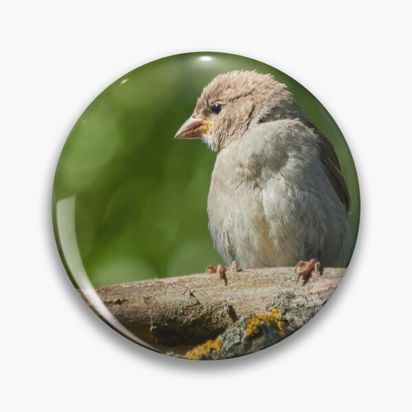 Artikelvorschau, Krümelfalke. Haussperling entworfen und verkauft von Jouko Lehto Photography.