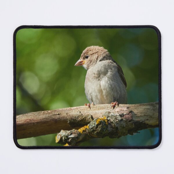 Item preview, Crumbhawk. House Sparrow designed and sold by Jouko Lehto Photography.