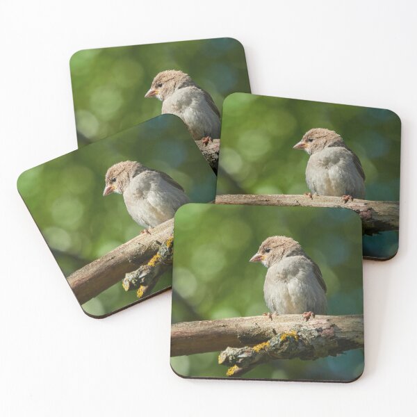 Item preview, Crumbhawk. House Sparrow designed and sold by Jouko Lehto Photography.