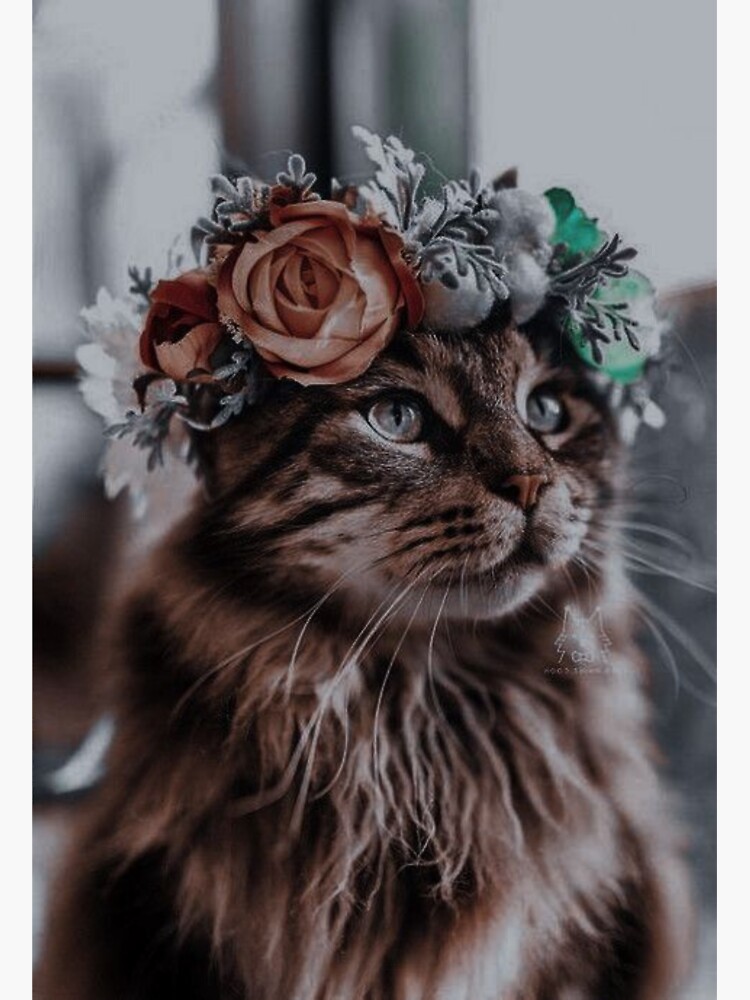 Cute cat wallpaper Sticker