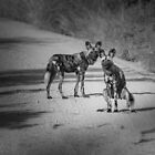 «Pareja de perros cazando en el Cabo buscando en» de Richard Shakenovsky