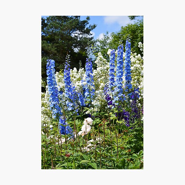 Delphiniums Photographic Print