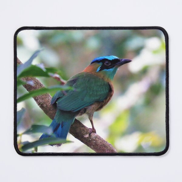 Item preview, Blue Crowned Motmot Perching on Branch Photo designed and sold by julyperson.