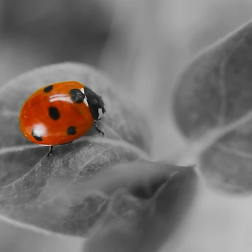 Artwork thumbnail, Lady Bug by rawshutterbug