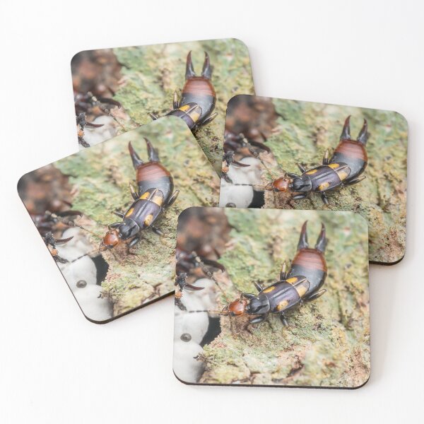 Item preview, Unique and organic photo of a earwig designed and sold by AvonPerception.