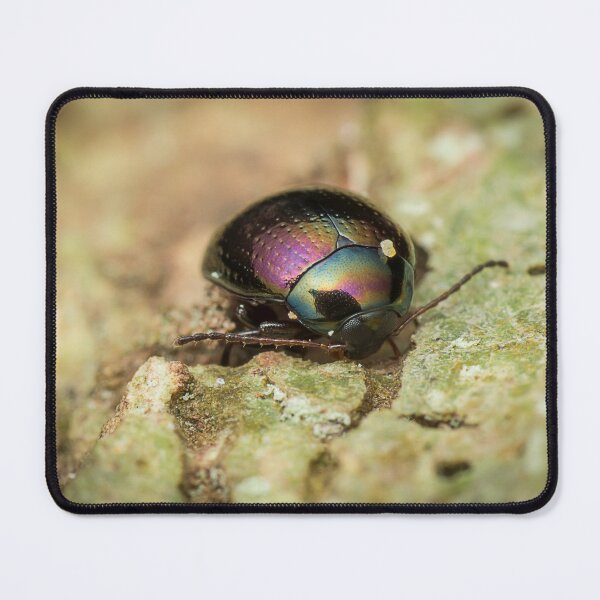 Item preview, Unique and organic photo of a beautiful iridescent leaf beetle designed and sold by AvonPerception.
