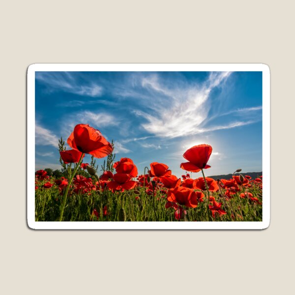 poppy flowers field in mountains Magnet