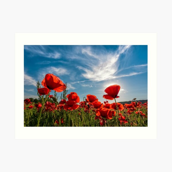 poppy flowers field in mountains Art Print
