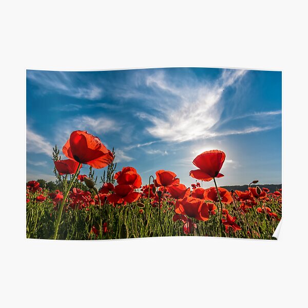 poppy flowers field in mountains Poster