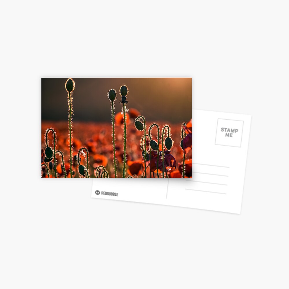Item preview, Postcard designed and sold by mike-pellinni.
