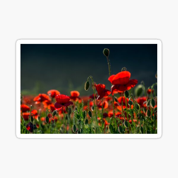 poppy flowers field at sunset Sticker