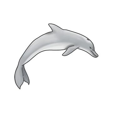 Artwork thumbnail, Dolphin by Reeseworks