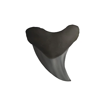 Artwork thumbnail, Benedini Shark Tooth by Reeseworks