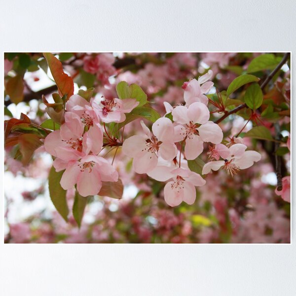 Item preview, Spring in the Pink designed and sold by Jenn  Dixon.