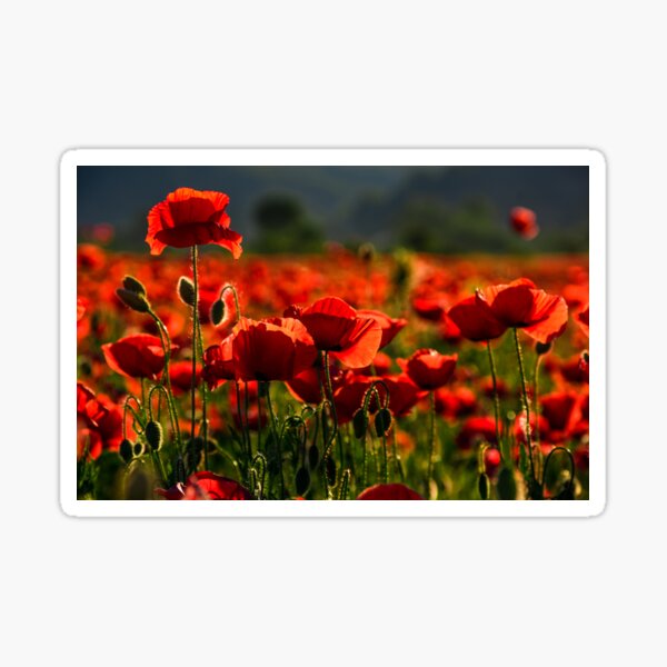 poppy flowers field at sunset Sticker