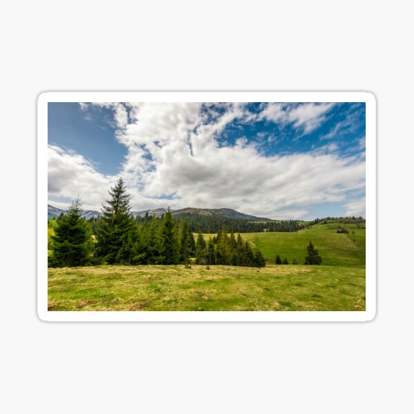 conifer forest on a hill in summer landscape Sticker